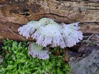 Waaiers [Schizophyllaceae]